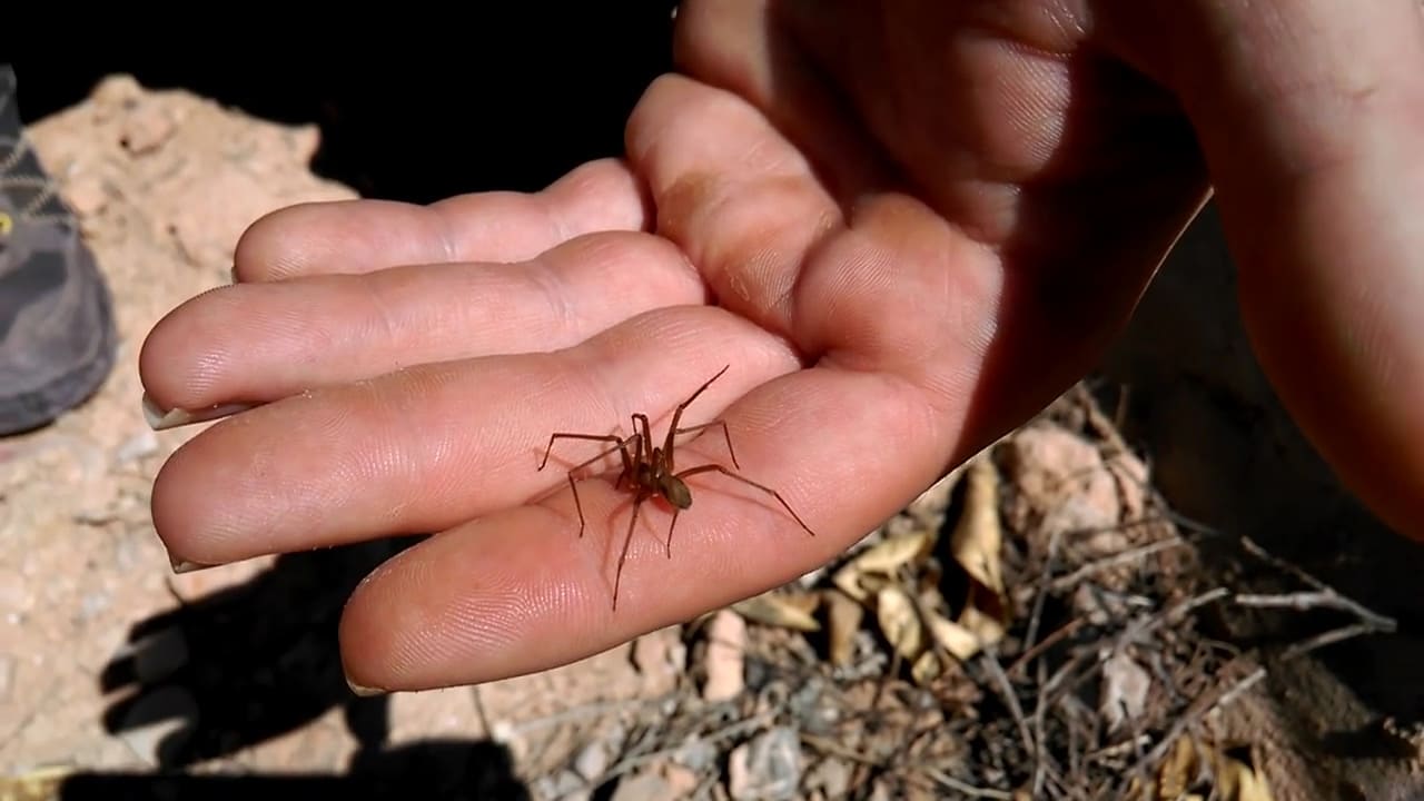 Brown recluse spider bite